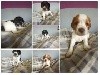  - chiots epagneuls bretons  