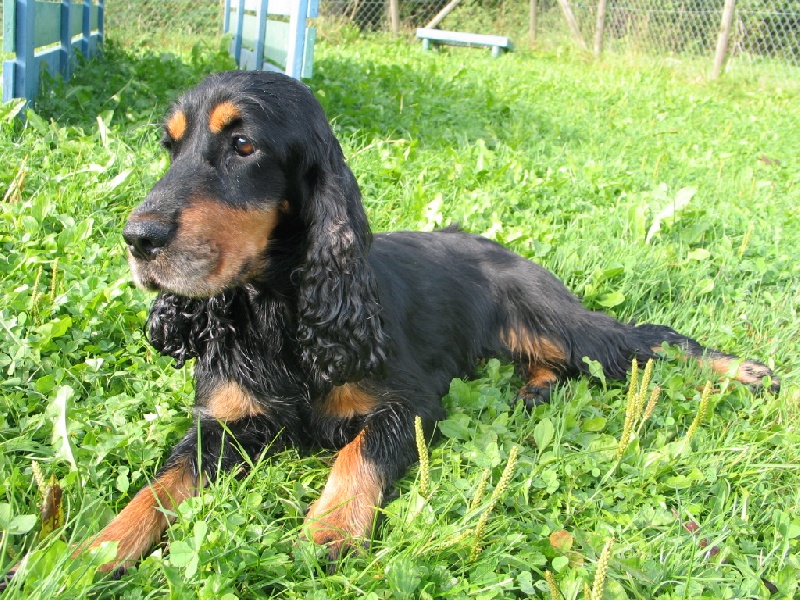 Bambie du plateau des capucins
