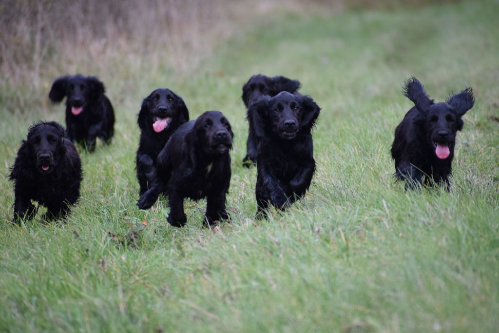 CHIOTS COCKERS DISPONIBLES;