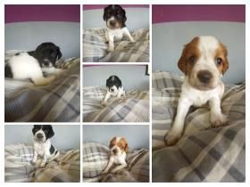 chiots epagneuls bretons  