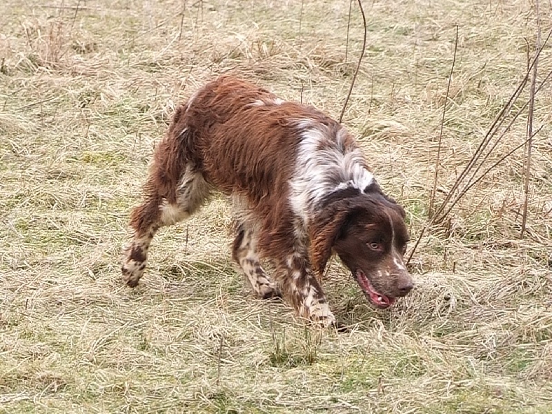 Springer en pleine "quête" de chasse