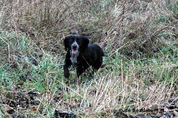 cynhinfa Ian dit Cachou