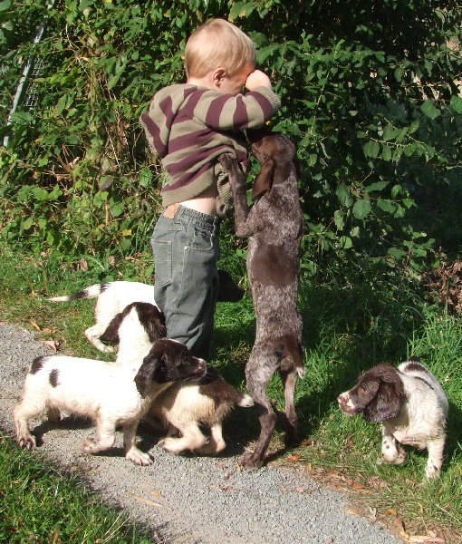 Chiots